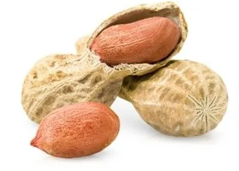 땅콩 효능 칼로리 권장섭취량_18