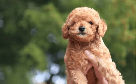 반려견 무료분양