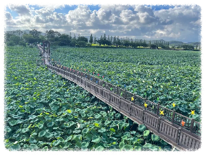 회산 백련지