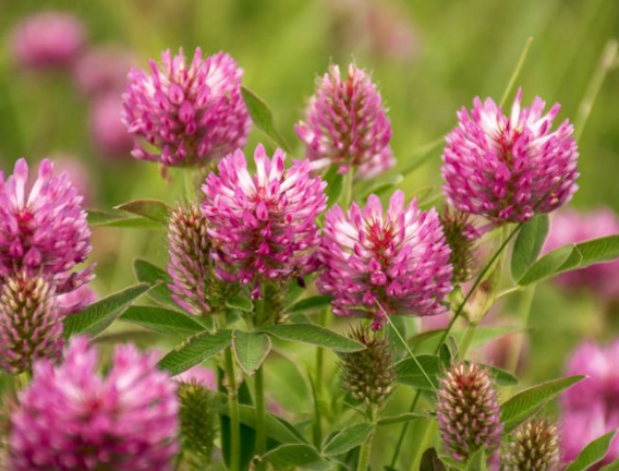 레드클로버의 섭취 방법