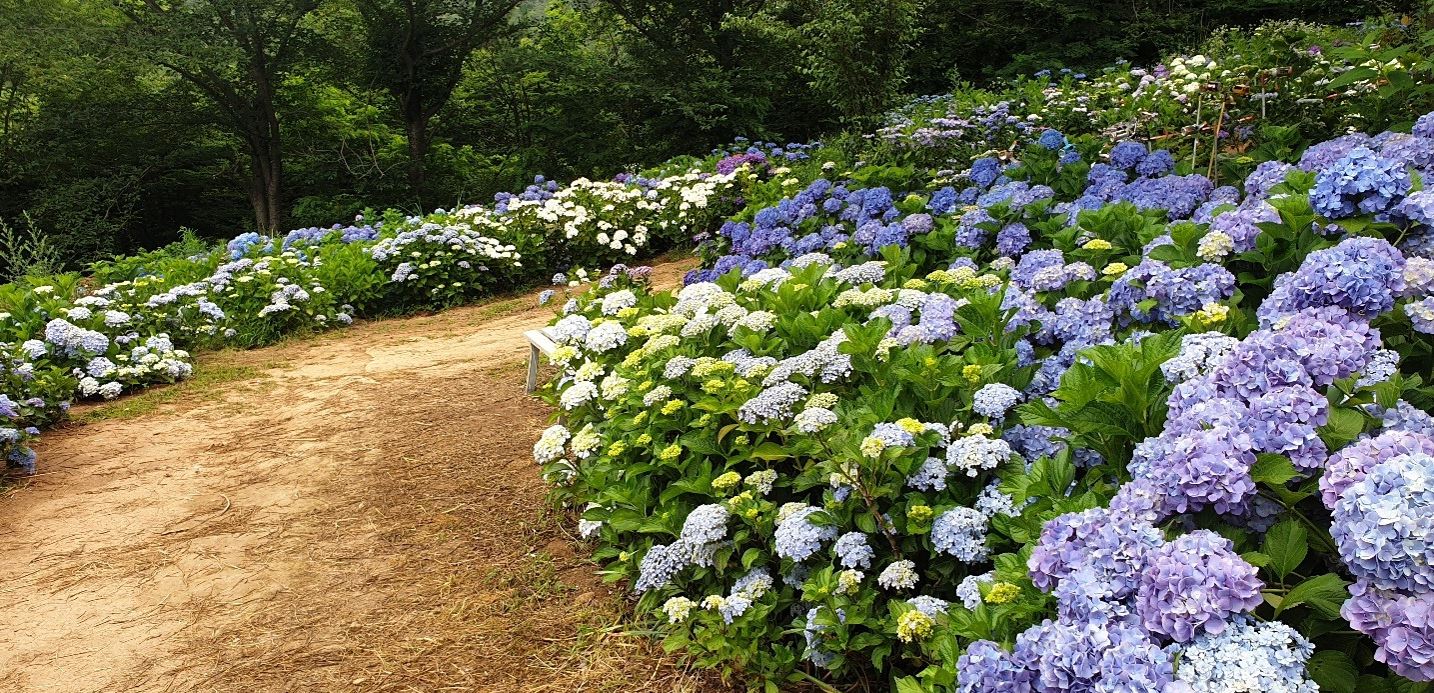 고성 만화방초 수국축제