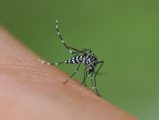 치쿤구니야열-흰줄숲모기