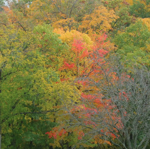 다양한 색상에 단풍나무 조화