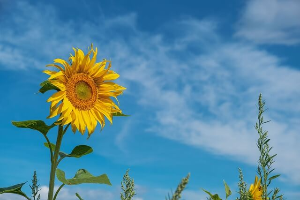 태백 해바리기축제