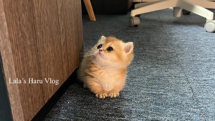새끼고양이 질병 사료 접종_4