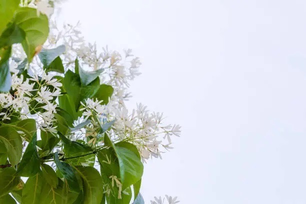 이팝나무꽃 특징 및 개화시기