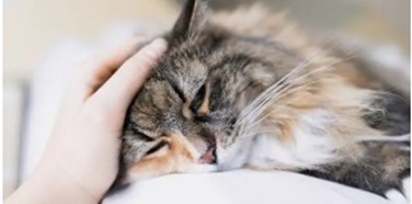 고양이 기력 없을 때 원인 분석 - 무기력 행동에 숨겨진 7가지 건강 신호