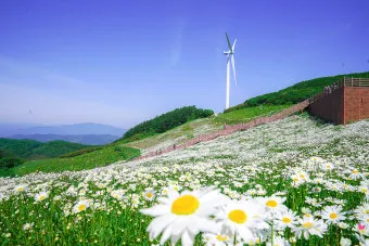 평창 가볼만한곳 베스트10 대관령 양떼목장 허브나라 드라이브_16