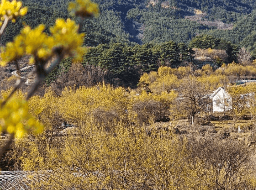 이천백사 산수유꽃축제