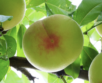 복숭아 보관방법 2