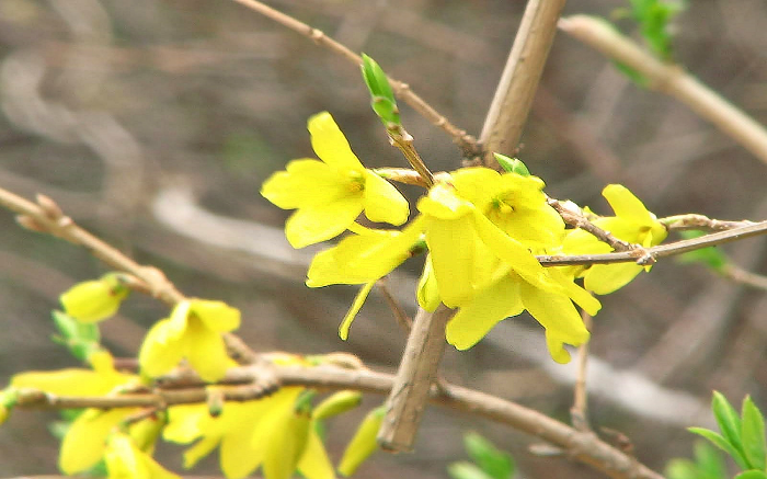 개나리 꽃