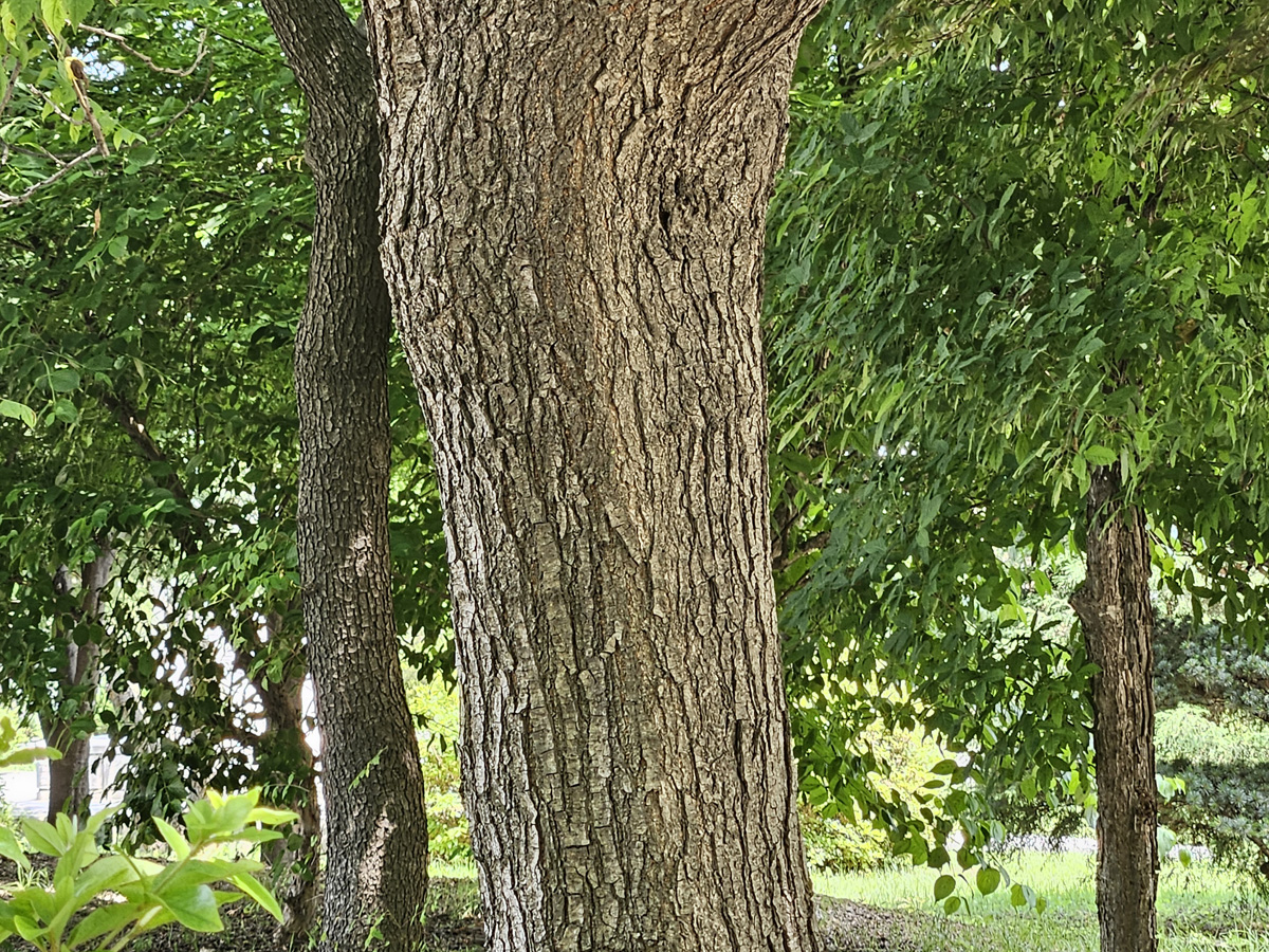 모감주나무 수피