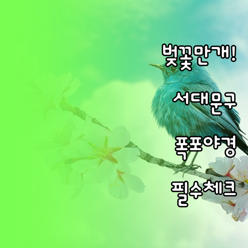 서대문구 벚꽃 개화 현황 및 홍제천 ..