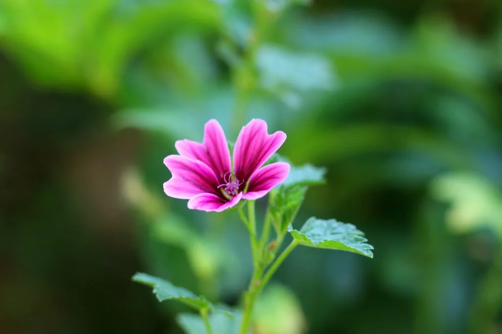 8월에 피는 꽃 이름 종류별 특징 정리 보기_8