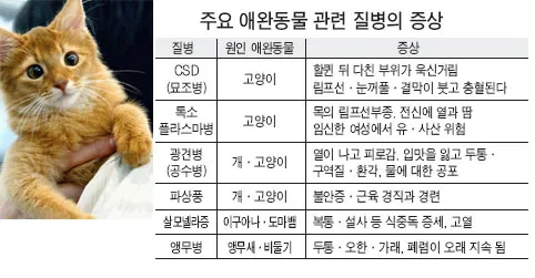 고양이 털 알레르기 완화 방법과 생활 관리 팁_7