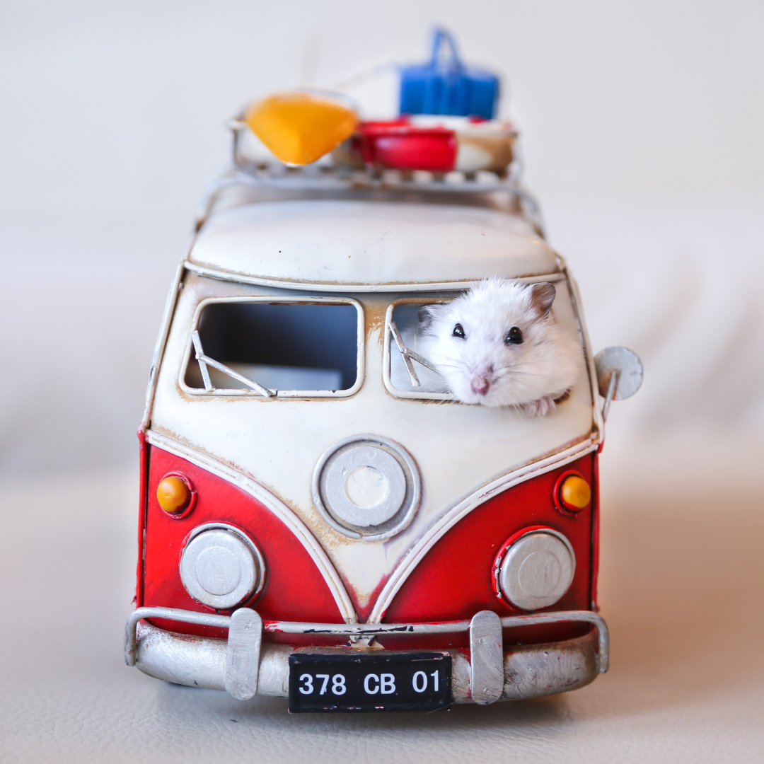 강릉현지인맛집