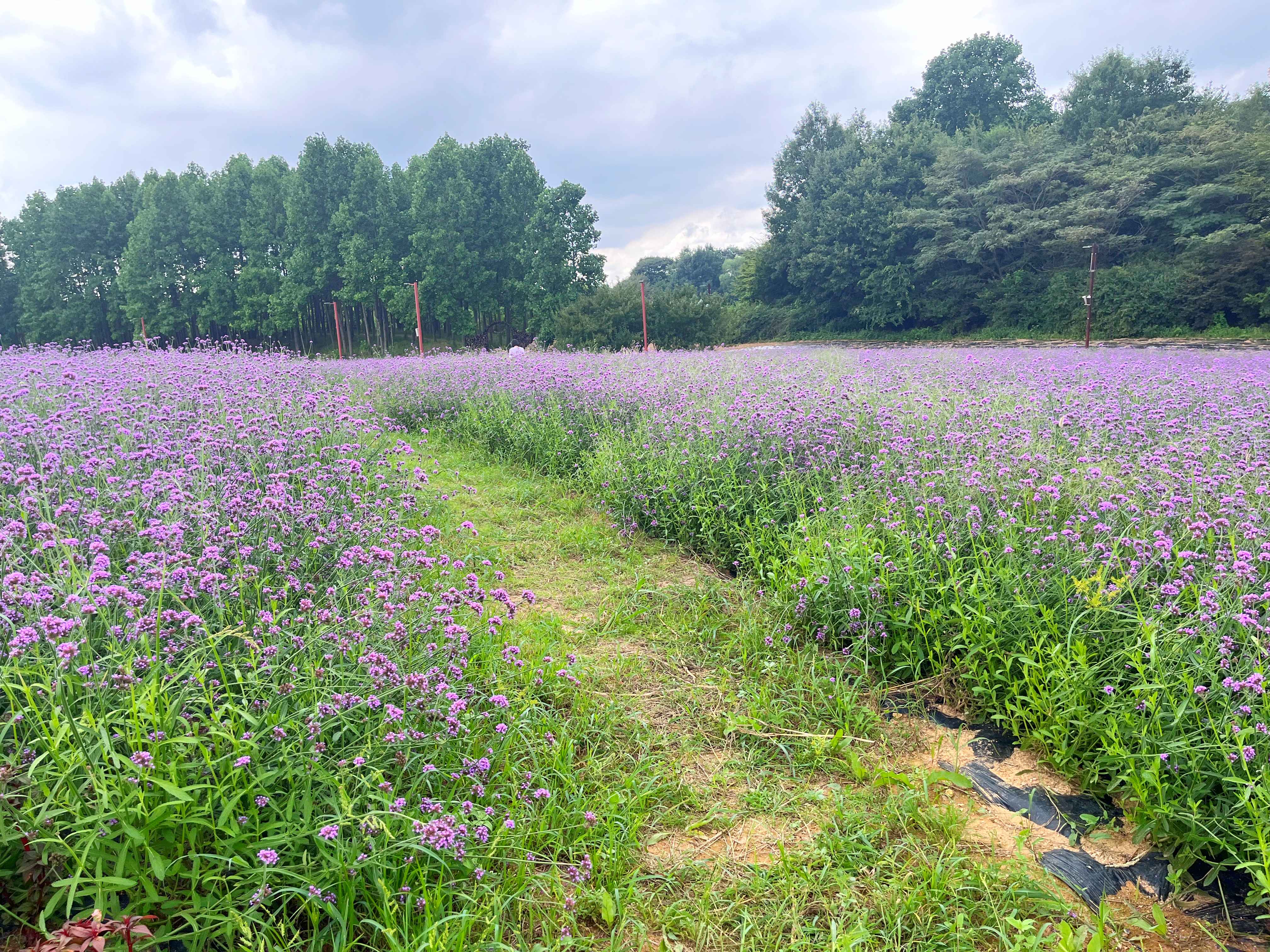 인천 드림파크 야생화단지 버베나