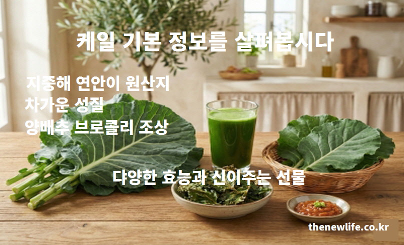 세계 10대 슈퍼푸드 케일 효능과 기본 정보: 지중해 원산지, 차가운 성질, 양배추와 브로콜리의 조상