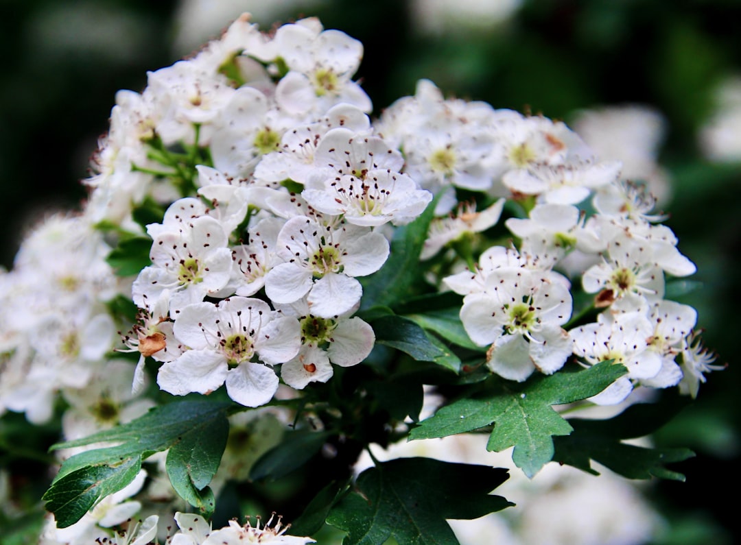 Hawthorn