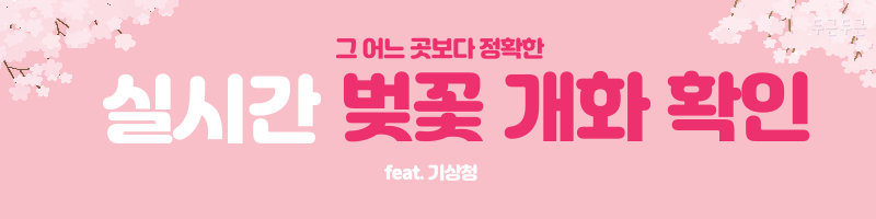 벚꽃 개화 시기 2024 축제 데이터 개화일 온도 만개