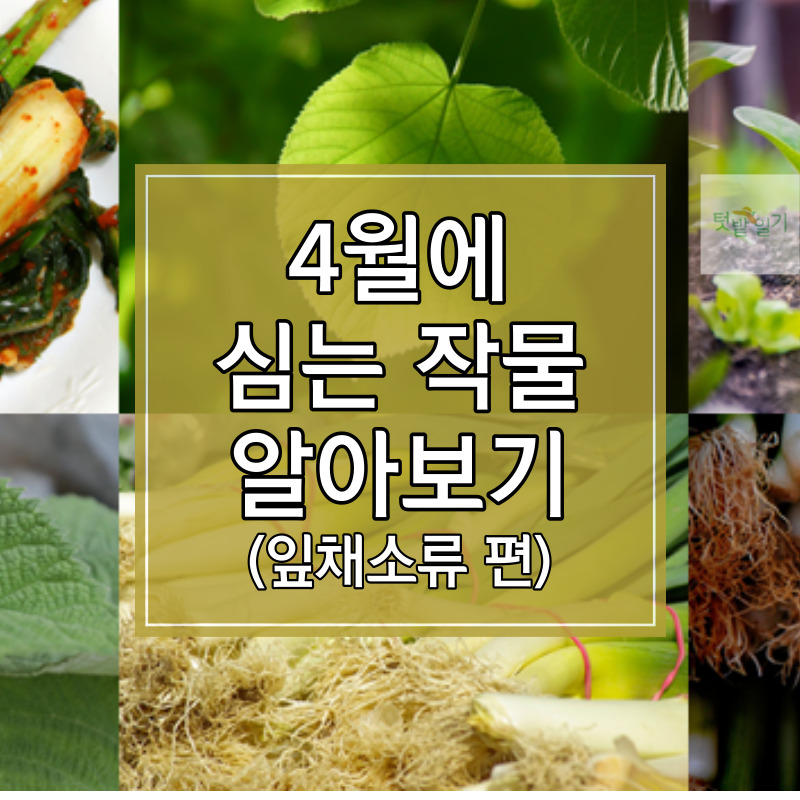 4월에 심는 작물