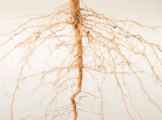 산삼배양근 효능 총정리 2