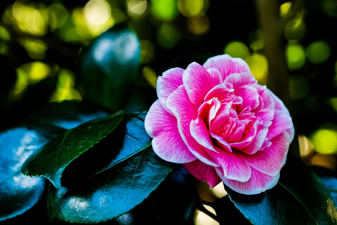 Camellia