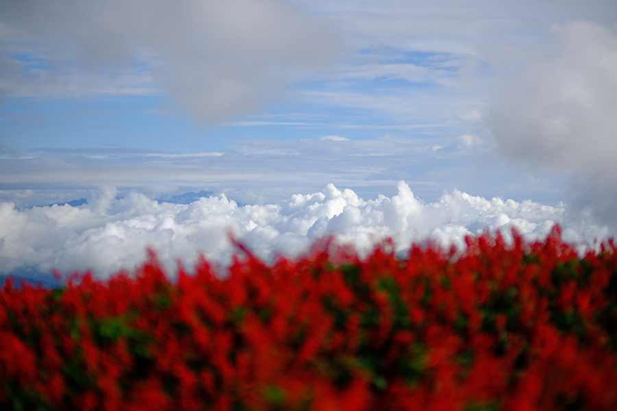 후지필름 X-T5 샘플사진