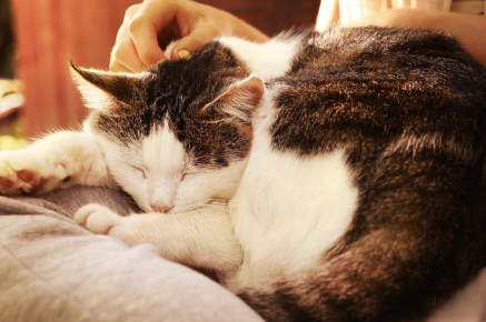 자고 있는 고양이.