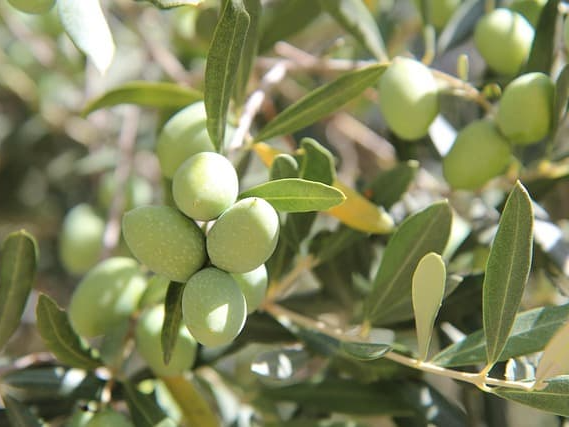 지중해 연안 품종 올리브 오일