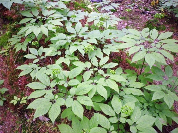 생생정보 지금이 딱 심봤다! 산속 보물 산양삼 장뇌삼 약초 산더덕 전국 택배 주문 온라인 판매