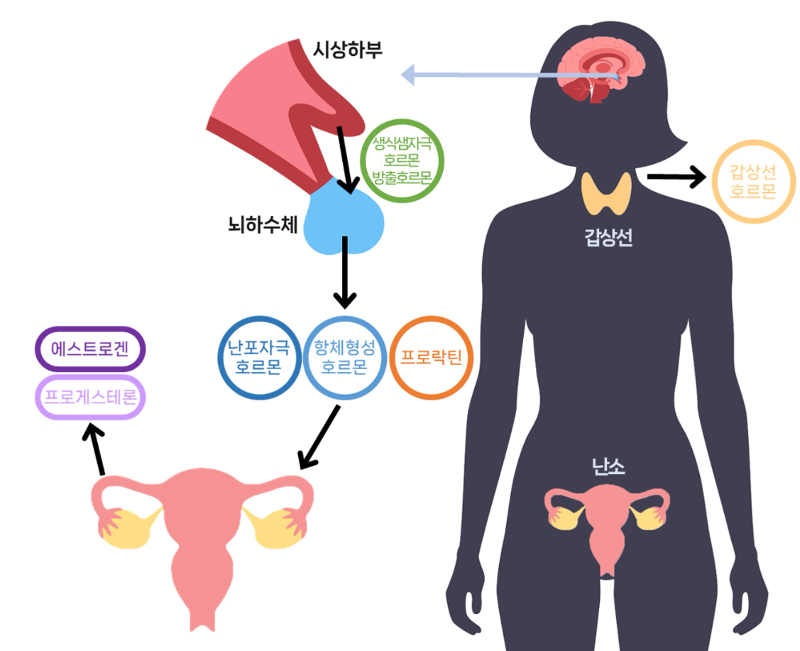 갱년기 에스트로겐, 에스트로겐