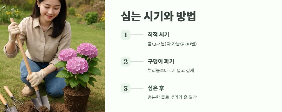 수국 키우는법 초보자도 쉽게 3