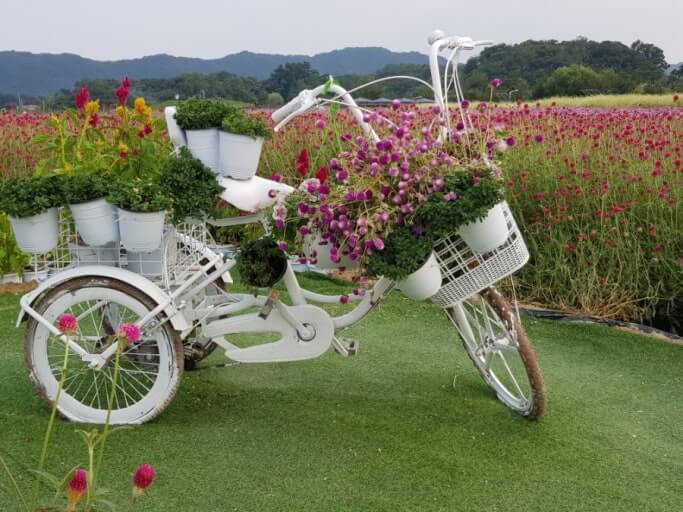 10월 양주 나리공원 천일홍 여행 개요 및 교통, 포토죤, 주변명소, 맛집 사진