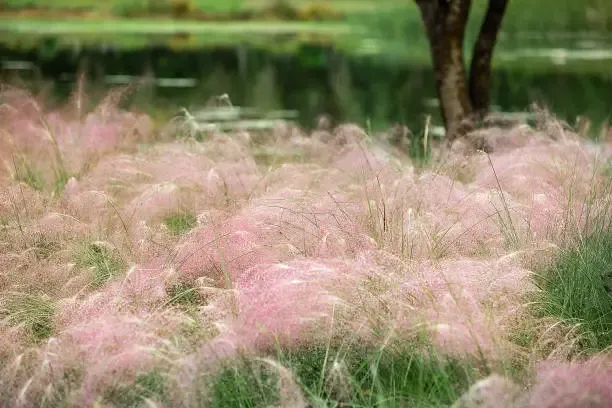 가평 자라섬 꽃축제(가을) 일정