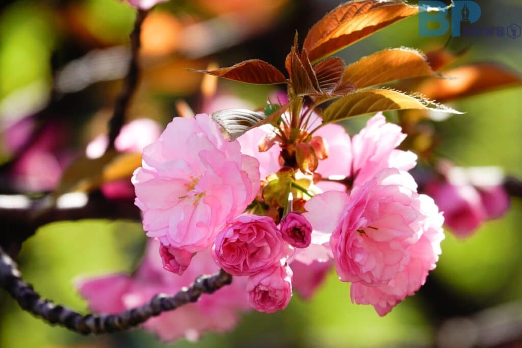 보라매공원-겹벚꽃