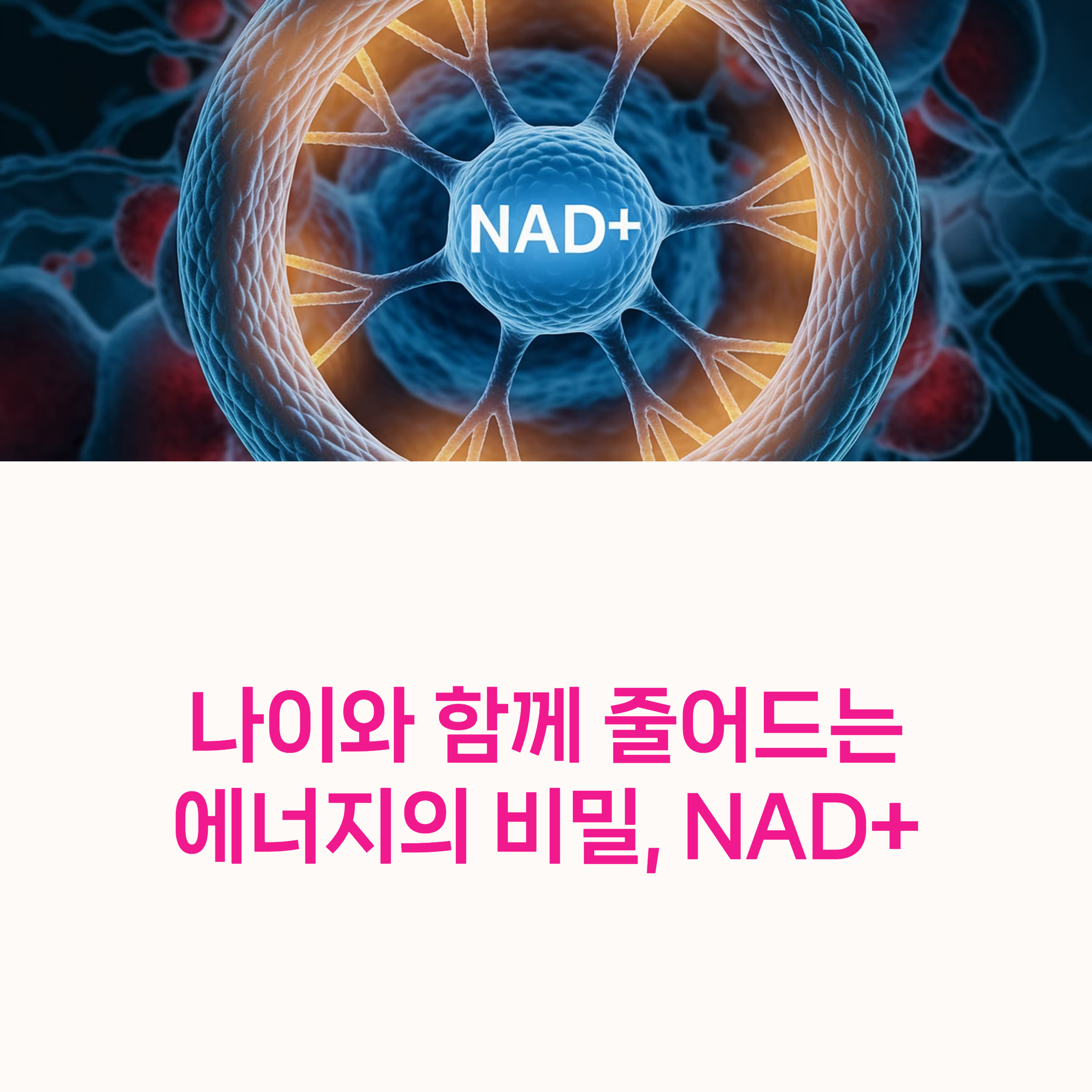 NAD+, NMN,