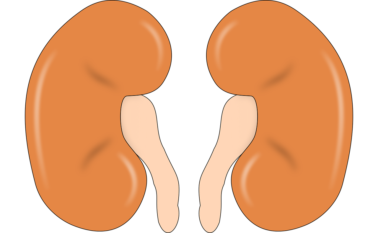 급성 신우신염의 원인 증상과 진단 치료 및 예방