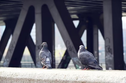 도시에서 만나는 야생동물 이야기