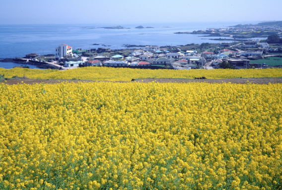 제주도 유채꽃 배경