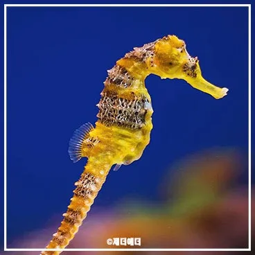 해마 키우기 출산징후 수명 물갈이법 먹이 횟수 물온도_2