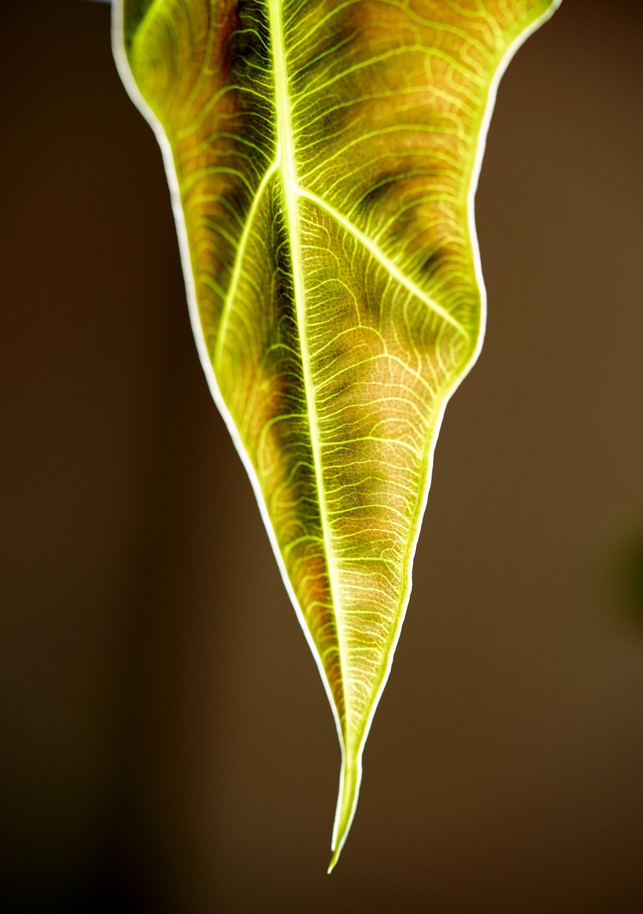 반려식물의 잎이 노랗게 변하는 이유와 대처법