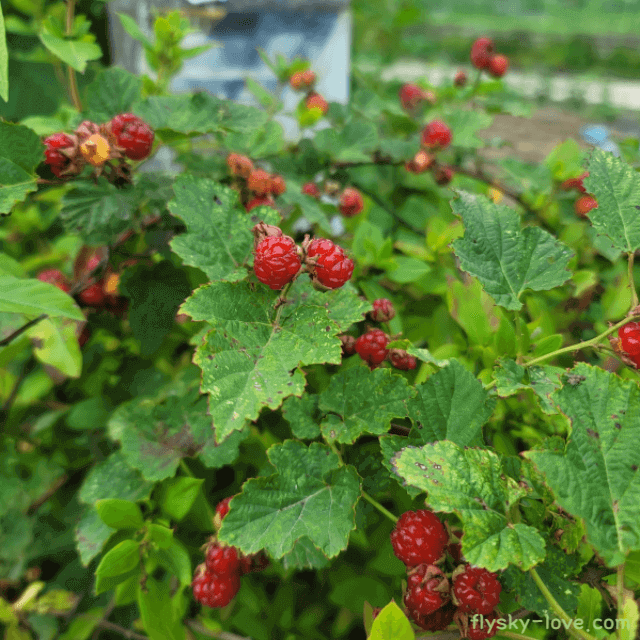 비타민이 풍부한 산딸기