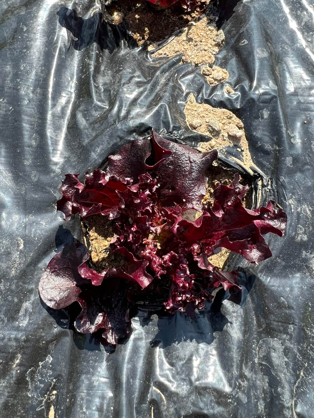 쌈채소 파종 1주일 뒤