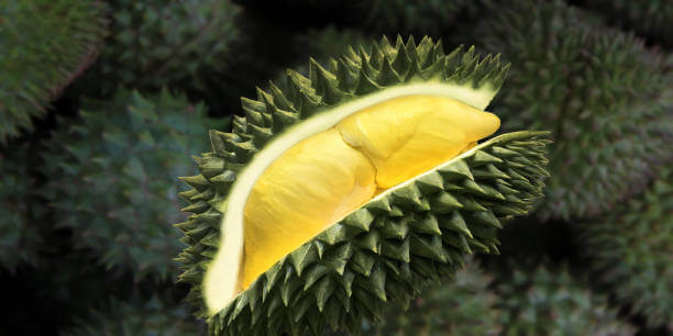 두리안 효능, 냄새 이유는 무엇일까요? 두리안은 직접 먹으면 매우 맛있지만 냄새는 상상 그 이상으로 지독하다고 알려져 있습니다. 냄새 이유와 두리안 칼로리 등 두리안에 대해 알아봤습니다. 참고하세요~