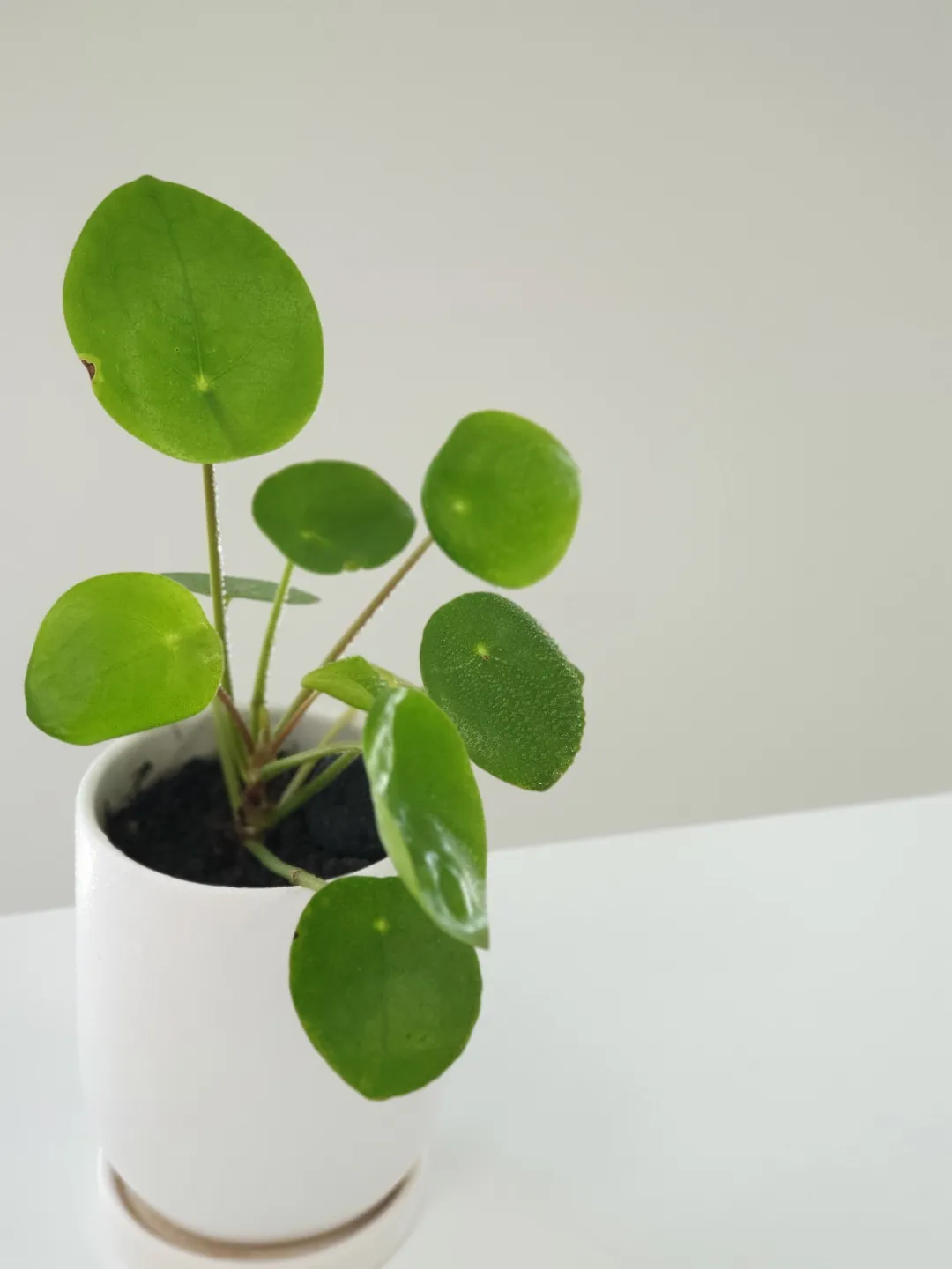 페페로미아 키우기 물주기 분갈이 빛관리 작고 예쁜 실내식물_8