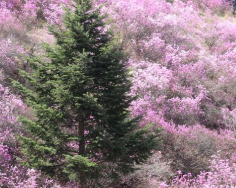 2025년 진달래 개화시기