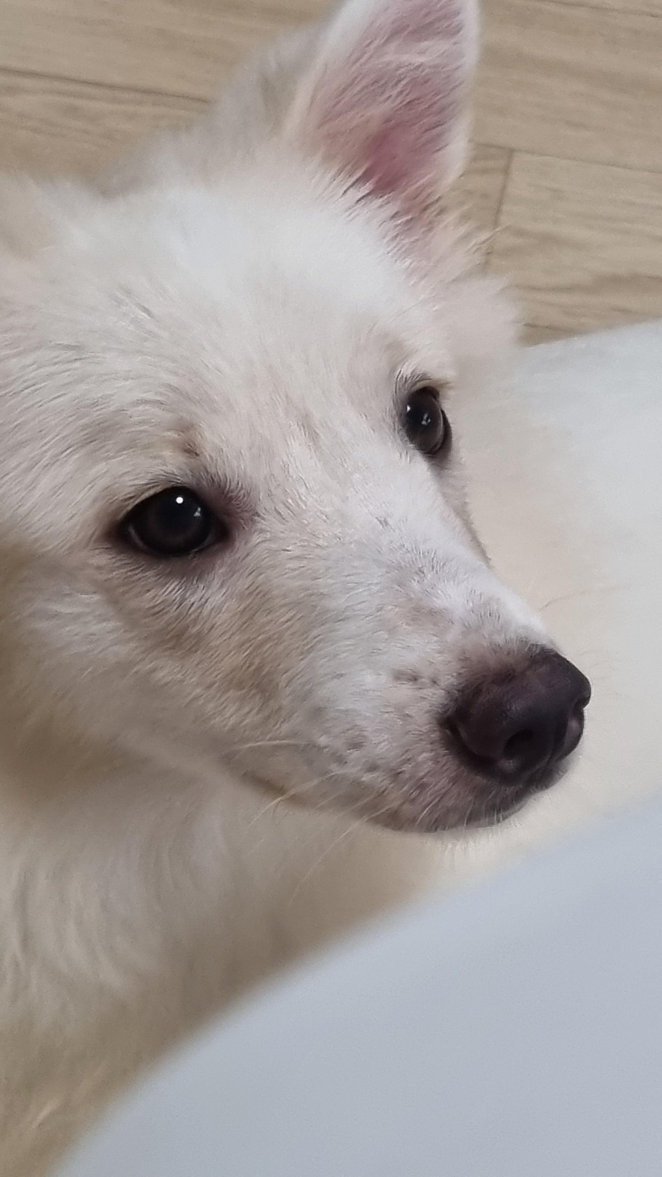 한 곳을 따뜻하게 응시하는 맑은 눈망울의 강아지 얼굴만 줌인한 실제 사진