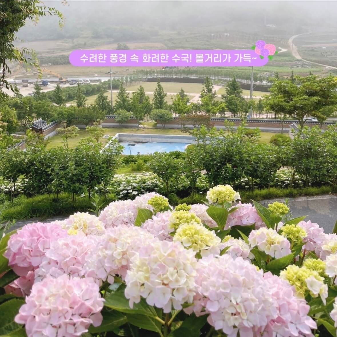 도초도 수국축제