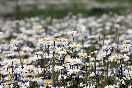 캐모마일 차란?